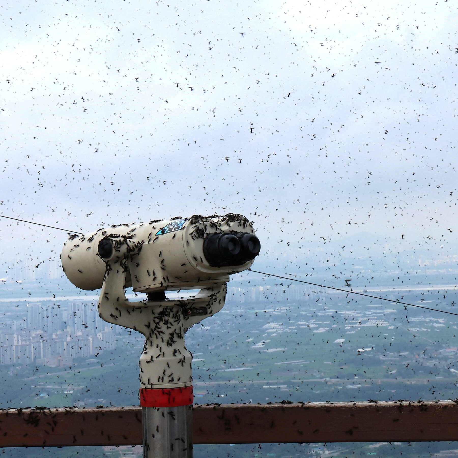 Seoul Battles Summer Lovebug Infestation: Residents Demand Stronger Measures