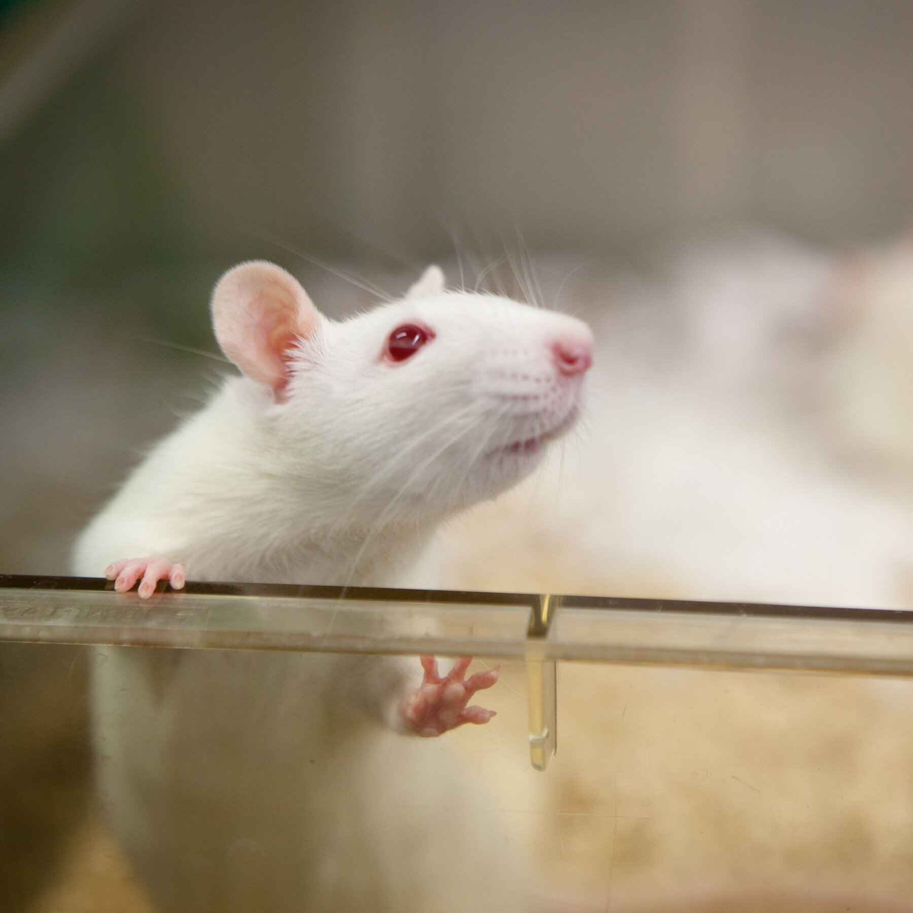 Reducción de Pruebas en Animales por la Agencia: Científicos Expresan Preocupación y Búsqueda de Hogares para Ratas y Peces Cebra